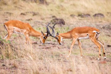 iki erkek Impala için sürünün en iyi bölge ile mücadele