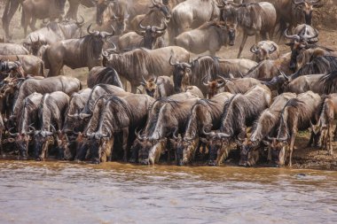 Bankalar Nehri, Afrika manda sürüsü standları
