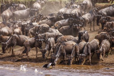Bankalar Nehri, Afrika manda sürüsü standları