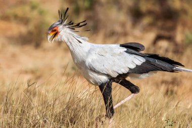 Sekreter kuşu yay Serpentarius yakın kadar Afrika