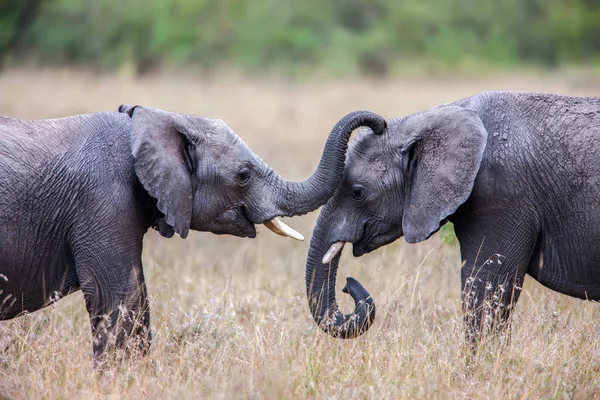 Two African elephants greeting each other with trunks and mouths touching. — Stock Photo, Image