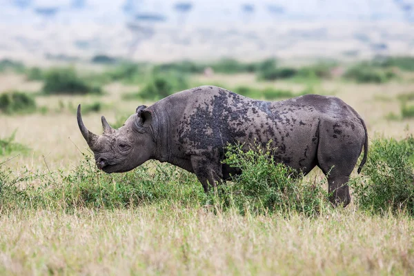 Rinoceronte branco pastando na natureza, África . — Fotografia de Stock