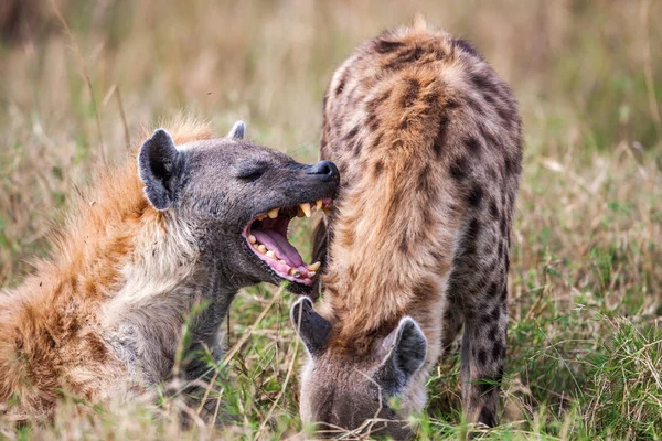 Porträtt spelar två hyenor Crocuta crocuta , — Stockfoto