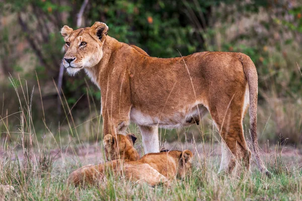 Lioness with young lion cubs Panthera leo in the grass, Africa