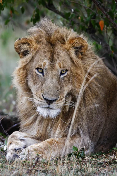 Retrato de la mirada de ensueño león macho acostado en la hierba. De cerca. —  Fotos de Stock