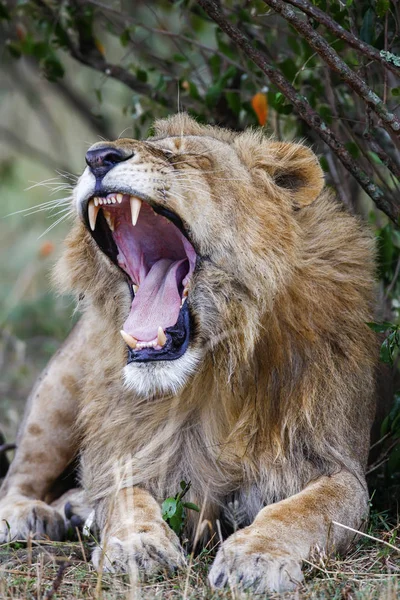 Sleepy male lion yawning, widely open mouth. Close up