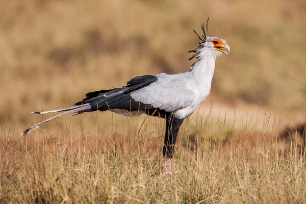 Tajemník pták střelec Serpentarius zavřít nahoru, Afrika — Stock fotografie