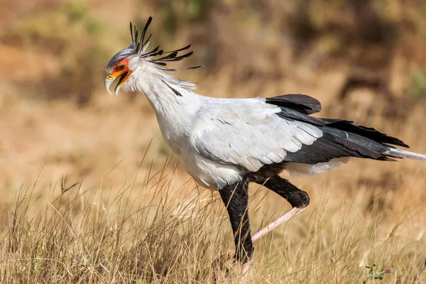 Sekreter kuşu yay Serpentarius yakın kadar Afrika — Stok fotoğraf