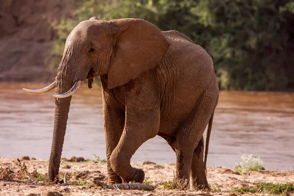 Enorme masculino Africano elefante água potável em um buraco de água . — Fotografia de Stock