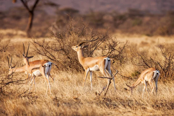 Antílope Impala caminando sobre el paisaje de hierba, África — Foto de Stock