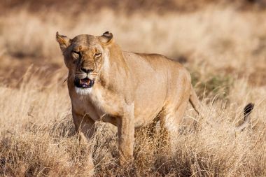 Dişi aslan yaklaşım, düz kamera doğru yürüyüş,