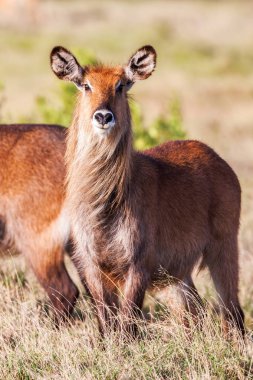Waterbuck Afrika yaban hayatı arka plan doğa portre yaşam. Yakın çekim