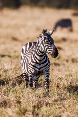 Afrika ovalar zebra tarama ve otlatma kuru kahverengi savannah meralar üzerinde.