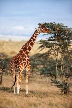 Afrika zürafa ayakta savannah ağacında yakınındaki.