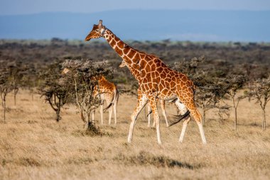 Afrika zürafa Savannah. Bu zarif ve güzel hayvanlar otobur