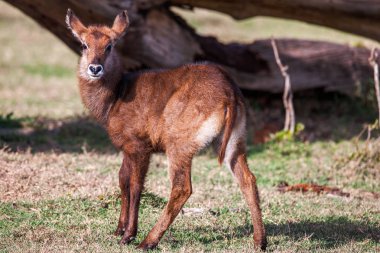 Hayvan bebekler Waterbuck vahşi Afrika hayatından. Genç yaşam portresi. Yakın çekim