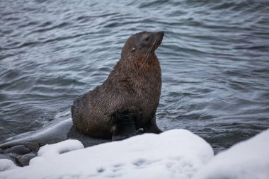 Fur Seal sitting on the rocks washed by ocean, Antarctica clipart