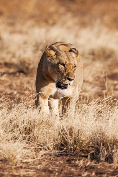 Leeuwin aanpak, lopen recht naar de camera — Stockfoto