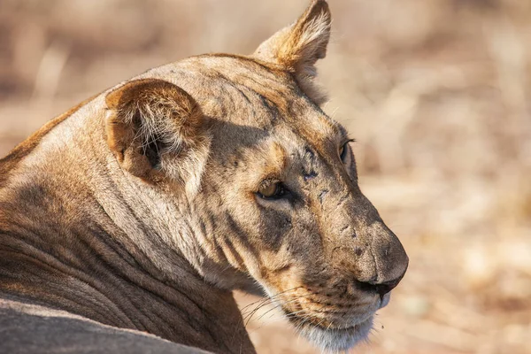 Portret van een majestueuze Leeuwin in de natuur, Afrika — Stockfoto