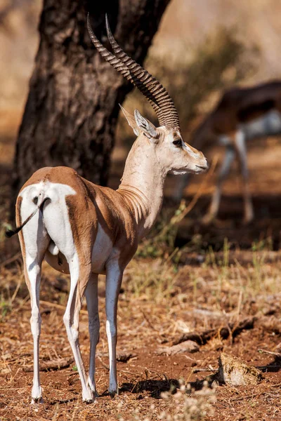 Liten gasell profil tas, i deras naturliga miljö, Afrika — Stockfoto