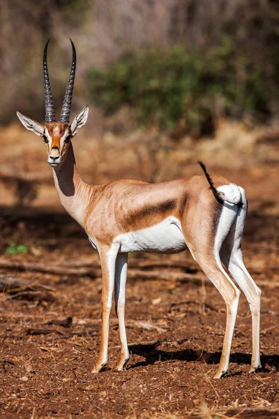 Perfil de pequena gazela, no seu habitat natural, África — Fotografia de Stock