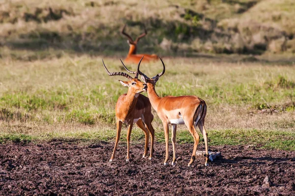 Impala antilop gå på gräs landskap, Afrika — Stockfoto