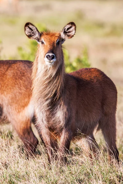 ウォーター バック アフリカの野生動物は背景の人生の自然肖像画。クローズ アップ — ストック写真