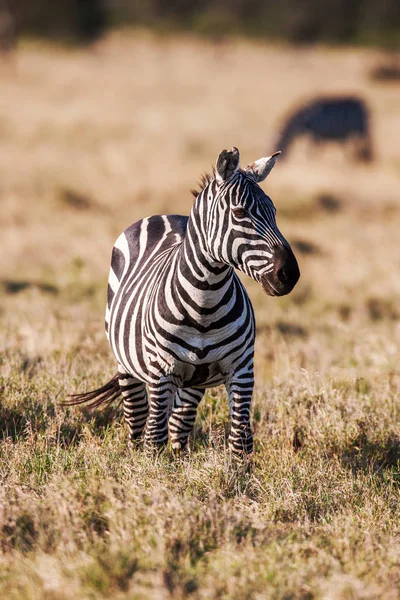 Африканские равнины зебра на сухой коричневой саванны луга просмотра и пастбища . — стоковое фото