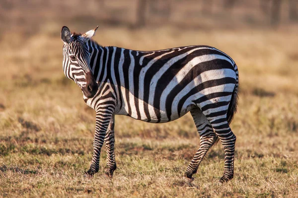Zebra planícies africanas nas pastagens savana marrom seco navegação e pastoreio . — Fotografia de Stock