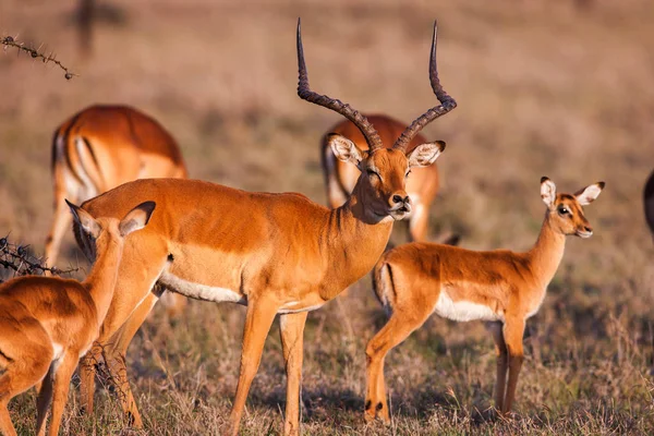 Antylop impala, chodzenie na krajobraz trawa, Afryka — Zdjęcie stockowe