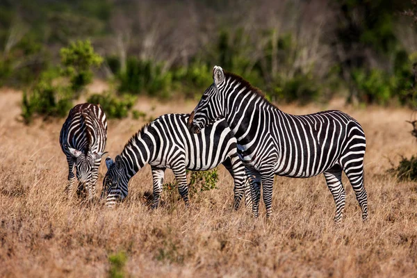 Зебры в Африке, идущие по саванне, Африка — стоковое фото