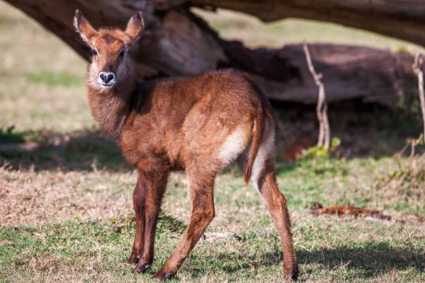 Animais Bebês Waterbuck Vida selvagem da África. Retrato da vida jovem. Fechar — Fotografia de Stock