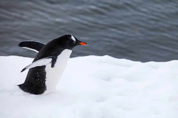 Gentoo πιγκουίνος περπάτημα στο χιόνι ενάντια στον ωκεανό της Ανταρκτικής — Φωτογραφία Αρχείου