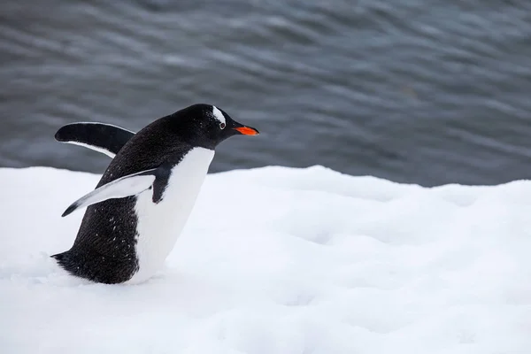 Gentoo pingouin marche sur la neige contre l'océan en Antarctique — Photo