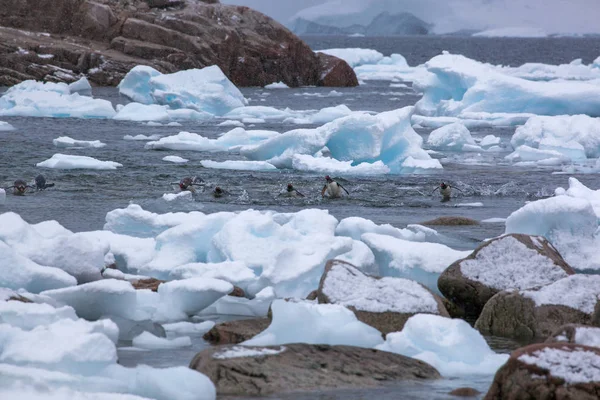 Gentoo pingüinos en el océano al regresar de viaje de alimentación —  Fotos de Stock