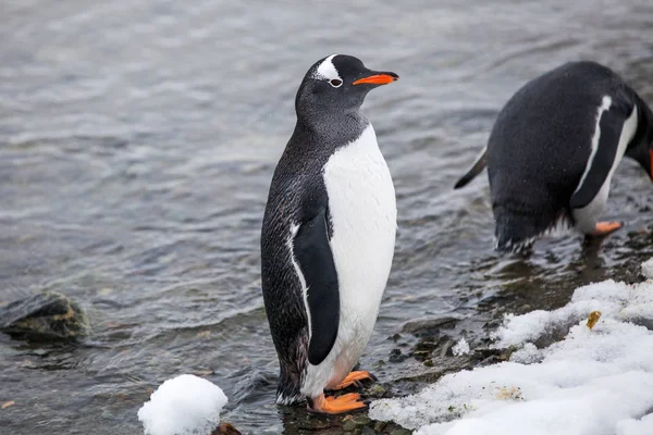 Par de pinguim Gentoo adulto caminhando pela praia, Antártida — Fotografia de Stock