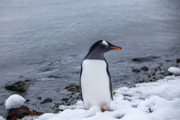 Pingwin białobrewy w pobliżu ocean woda na Antarktydzie — Zdjęcie stockowe
