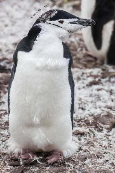 Stormbandpinguïn lopen op te kust in de buurt van de kolonie — Stockfoto