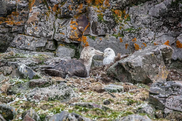 Southern Giant Petrel couple in love, Antarctica