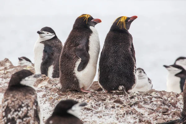Macaroni Pinguïns met Stormbandpinguïn wandelen aan de kust — Stockfoto