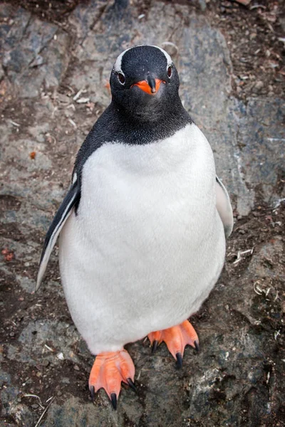 Gentoo penguin tittar på kameran mot klipporna i Antarktis — Stockfoto