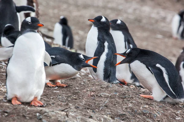 Groep van Gentoo pinguïns wandelen op het strand, Antarctica — Stockfoto