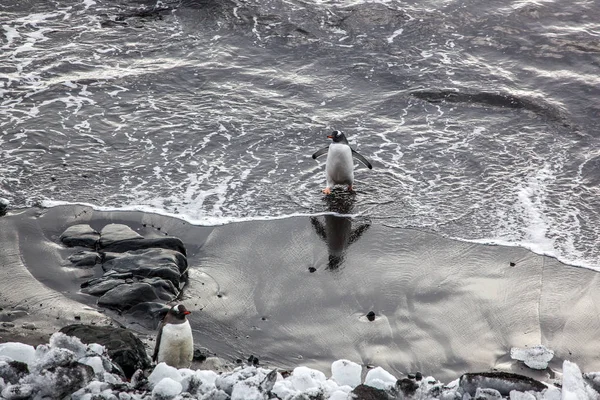 Pingüino Gentoo saliendo del océano, Antártida —  Fotos de Stock