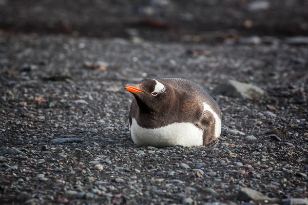 Samotny Gentoo pingwina, leżąc na plaży, Antarktyda — Zdjęcie stockowe