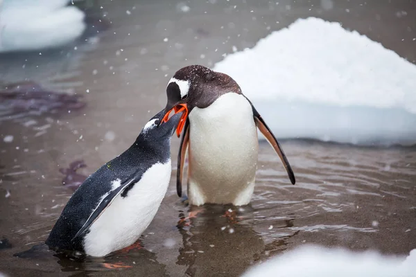 Par de pinguim Gentoo adorável adulto na água, Antártida — Fotografia de Stock