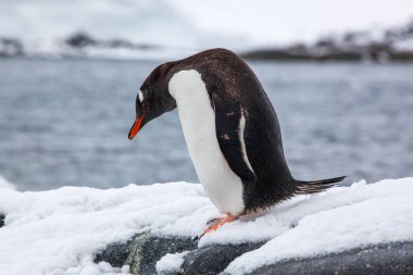 Karda yürüme Gentoo pengueni taşımak kafa yere