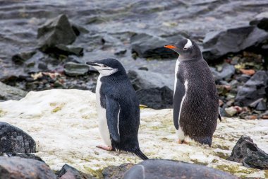 Okyanus arka plan üzerinde Gentoo pengueni
