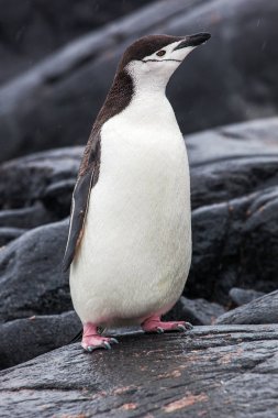 Miğfer penguen duran kaya, Antarktika