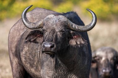 Afrika buffalo inek Syncerus caffer portre, Afrika