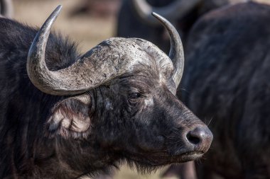 Profil Afrikalı buffalo inek Syncerus caffer portre, Afrika
